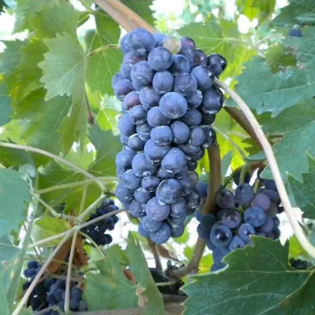 Vakantieboerderij Il Melo Valfabbrica