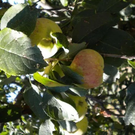 Il Melo Vakantieboerderij Valfabbrica