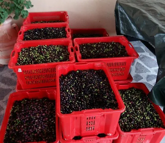 ファームステイ Il Melo