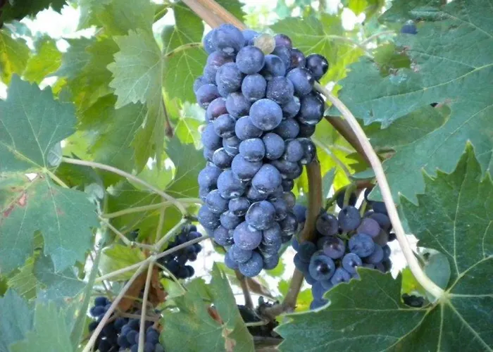 ファームステイ Il Melo Valfabbrica