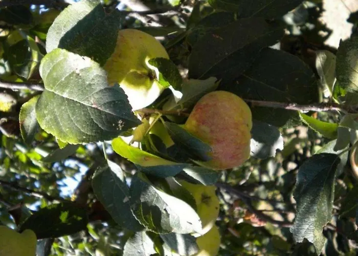 Il Melo ファームステイ Valfabbrica